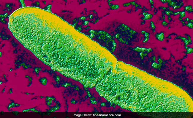 Study Reveals How Plague Bacteria Sparked Global Pandemics