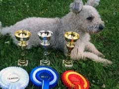 American Kennel Club's Newest Breed: Meet The Lively Pumi
