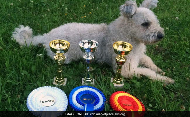 American Kennel Club's Newest Breed: Meet The Lively Pumi