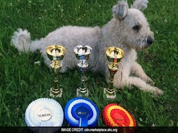 American Kennel Club's Newest Breed: Meet The Lively Pumi American Kennel Club's Newest Breed: Meet The Lively Pumi