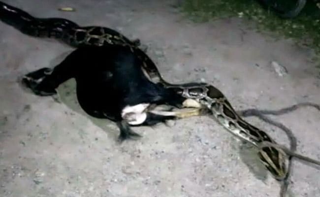 20-Foot Python 'Rescued' After Trying To Swallow A Goat In West Bengal