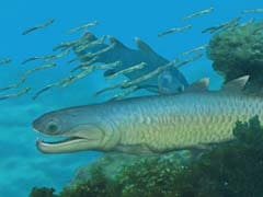 Scientists Discover One Of The First Fish To Crawl Onto Land, An Ancient Ancestor