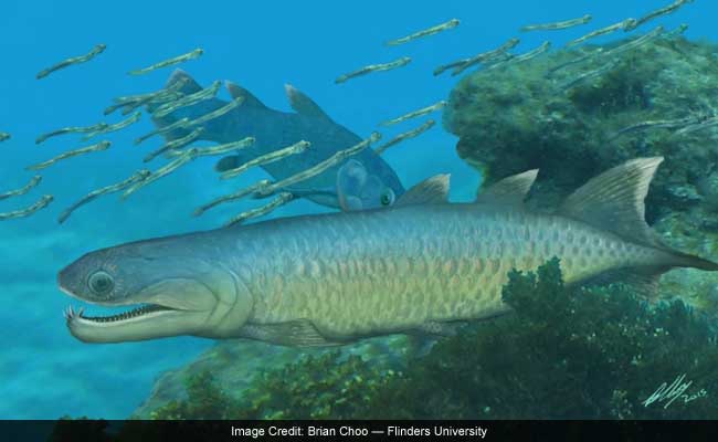 Scientists Discover One Of The First Fish To Crawl Onto Land, An
