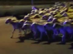 Sheep Invade Spanish City After Shepherd Falls Asleep