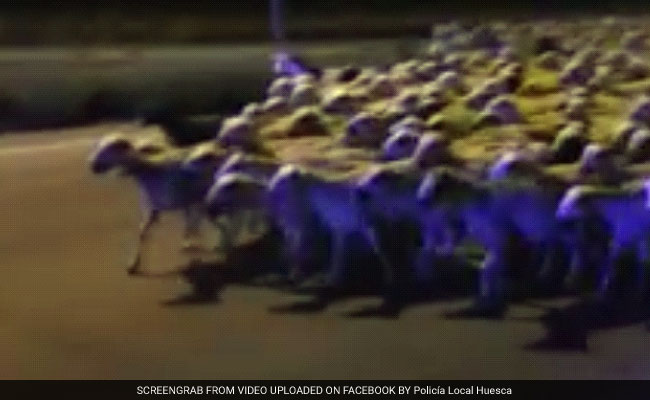 Sheep Invade Spanish City After Shepherd Falls Asleep