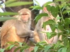 Monkeys Declared 'Vermin' In Himachal To Allow Culling