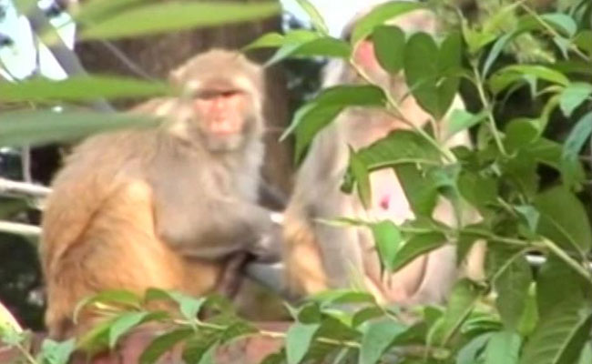 Monkeys Declared 'Vermin' In Himachal To Allow Culling