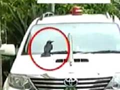 'Crow'-Incidence? Siddaramaiah Changes Car After Bird Sits On It