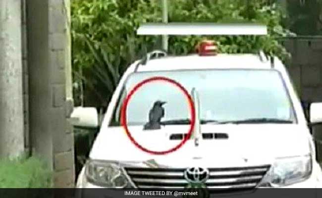 'Crow'-Incidence? Siddaramaiah Changes Car After Bird Sits On It