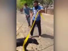 Sikh Man Uses Turban to Save Drowning Dog, Wins Social Media