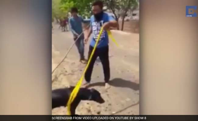 Sikh Man Uses Turban to Save Drowning Dog, Wins Social Media