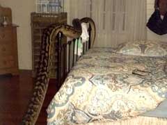 Intruder Alert. Oz Woman Finds 16-Feet Python in Her House