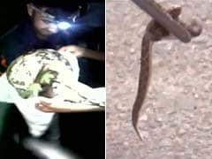 Gulp. Snakes Slithered Into A Police Station And Two-Wheeler Down South