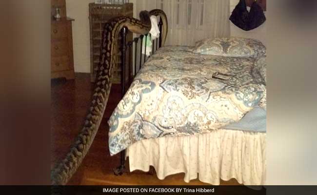 Intruder Alert. Oz Woman Finds 16-Feet Python in Her House