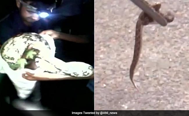 Gulp. Snakes Slithered Into A Police Station And Two-Wheeler Down South