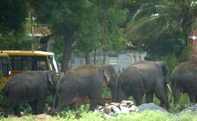 5 Elephants Stray Near Tamil Nadu Village, Locals Asked To Stay Indoors