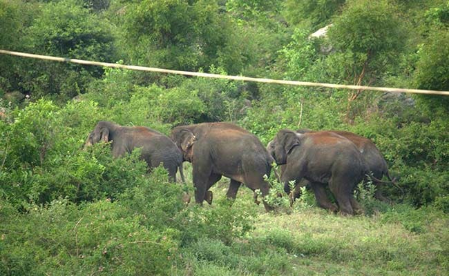 1 Killed, 2 Injured In Elephant Herd Attack In Nepal Village