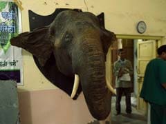 Frozen in Time: India's Last Taxidermist Keeps on Stuffing