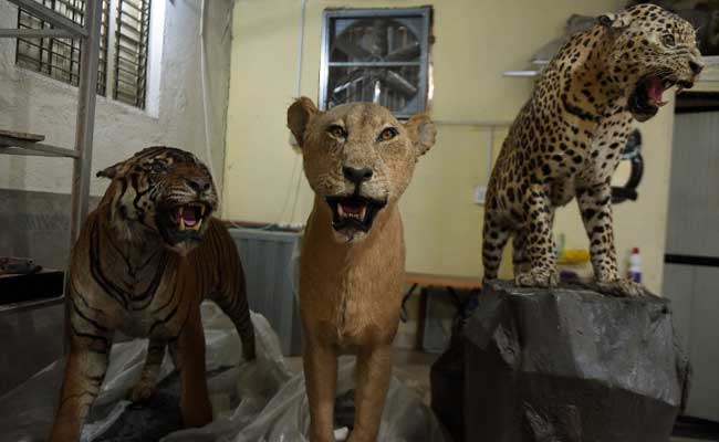 Frozen in Time: India's Last Taxidermist Keeps on Stuffing