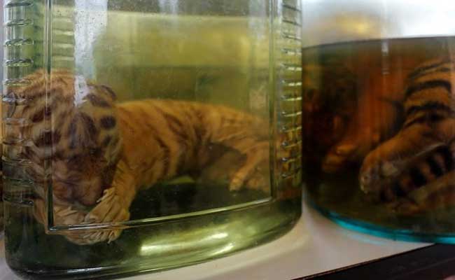 Thai Police Charge 22 With Wildlife Trafficking At Tiger Temple