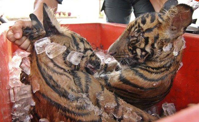 Illegal Poaching, Logging And Mining Worth Up To $258 Billion: Report