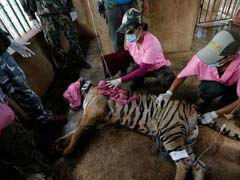 Unending Horror: Authorities Discover Tiger Slaughterhouse At Thai Temple