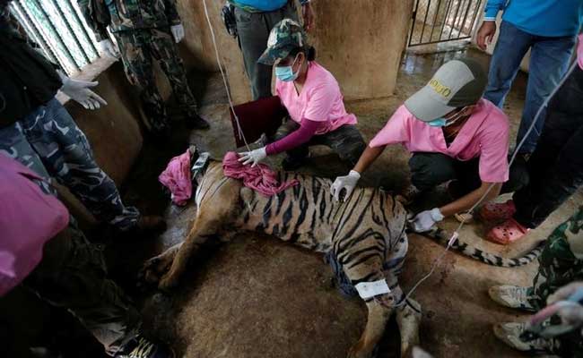 Unending Horror: Authorities Discover Tiger Slaughterhouse At Thai Temple