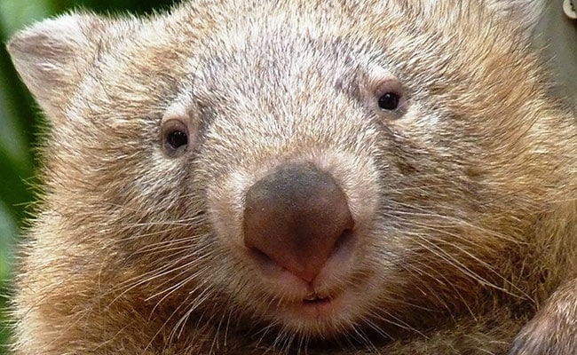 Sad Wombat Who Warmed Hearts Dies In Australia