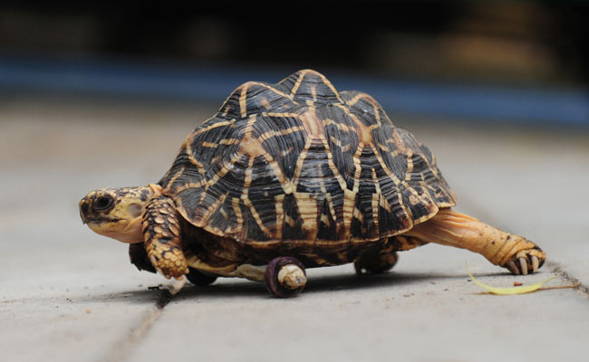 Tortoise Attacked by Mongoose Gets Prosthetic Wheels in Chennai Zoo