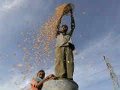 Government Raises 2017 Local Wheat Purchase Price: Report