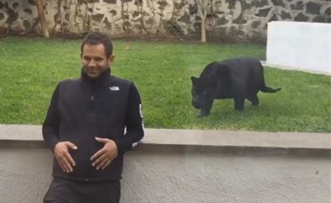 Caught On Camera: A Panther Tried To Hunt A Man. Then, A Plot Twist