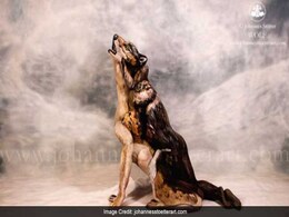 Can You Spot 3 Naked Women in This Pic of a Wolf? Prepare to be Amazed Can You Spot 3 Naked Women in This Pic of a Wolf? Prepare to be Amazed