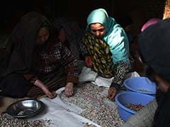 Pistachios, Afghans' Green Gold, Coveted By Taliban