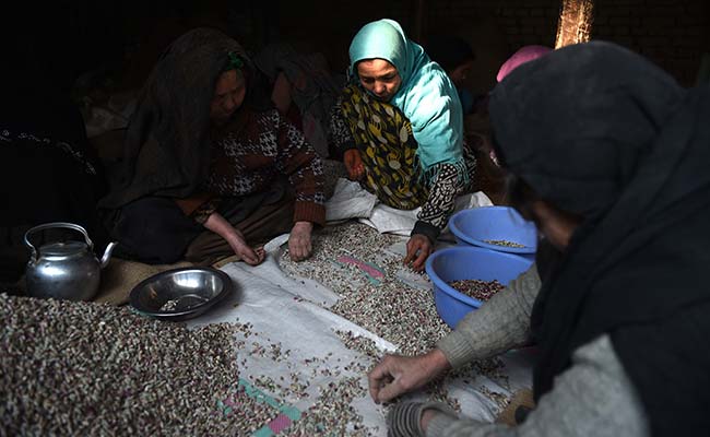 Pistachios, Afghans' Green Gold, Coveted By Taliban