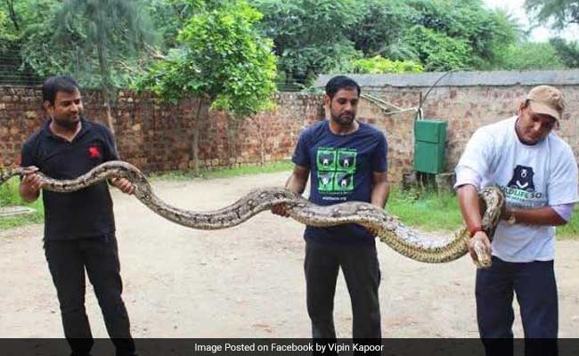 13-Foot Python Caught Snaking Across Agra-Mathura Highway