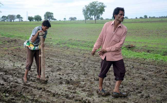 अकोला : किराये पर बैल लेने के लिए नहीं हैं पैसे, किसान ने बेटे को खेत में जोता