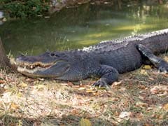 How Zookeepers Gave An Alligator CPR
