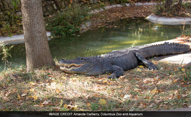 How Zookeepers Gave An Alligator CPR