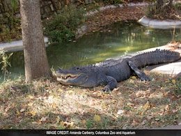 How Zookeepers Gave An Alligator CPR How Zookeepers Gave An Alligator CPR