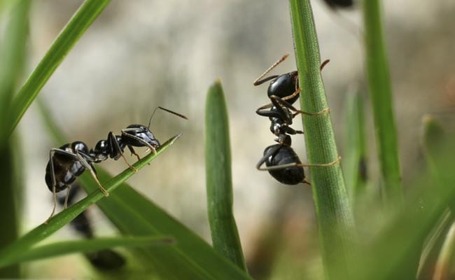 Ants Learnt Farming 60 Million Years Before Humans
