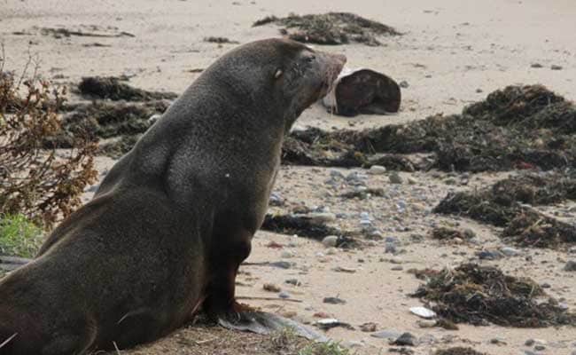 Elephant Seals Took Over A California Beach During The Shutdown