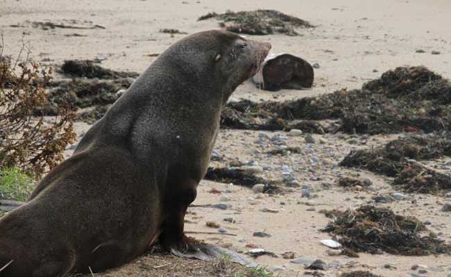 Woman Finds Napping Seal In Cemetery Toilet