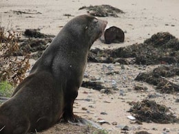 Elephant Seals Took Over A California Beach During The Shutdown Elephant Seals Took Over A California Beach During The Shutdown