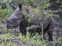 8 Baby Rhinos Saved From Flooded Kaziranga