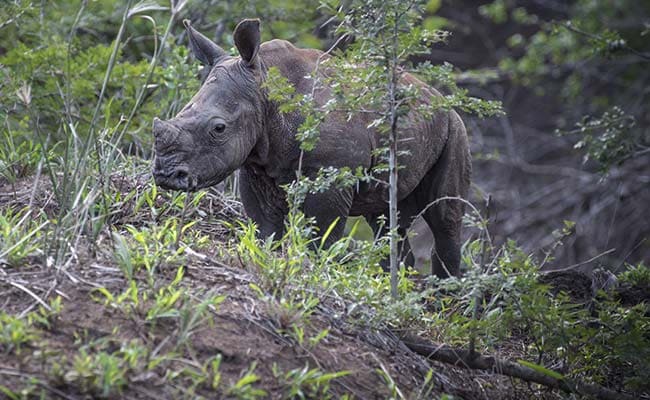 8 Baby Rhinos Saved From Flooded Kaziranga