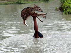 In Assam's Flood Report To Rajnath Singh, A Famous Photo From Bangladesh