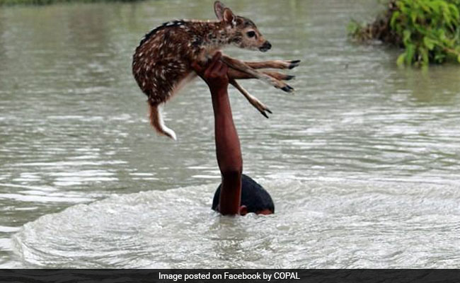 In Assam's Flood Report To Rajnath Singh, A Famous Photo From Bangladesh