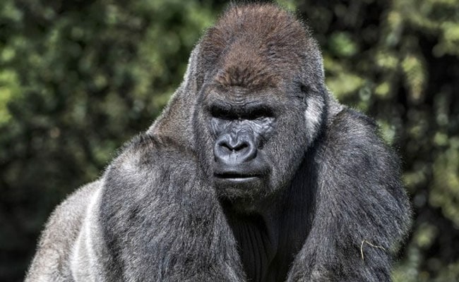 In A First, Two Gorillas At US Zoo Test Positive For COVID-19