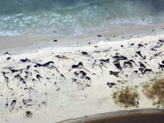 70 Whale Corpses Discovered In Chile