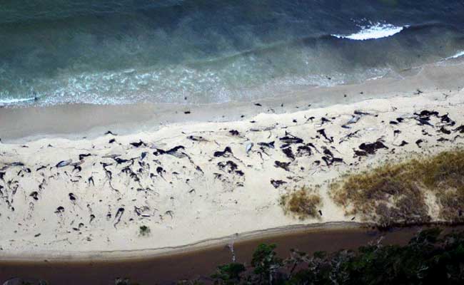 70 Whale Corpses Discovered In Chile